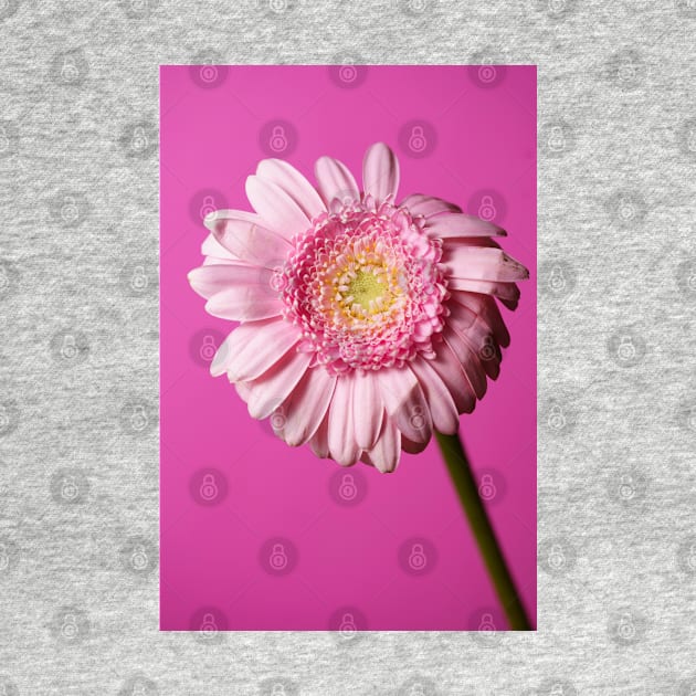 Pink flower on a pink background by Shadow3561